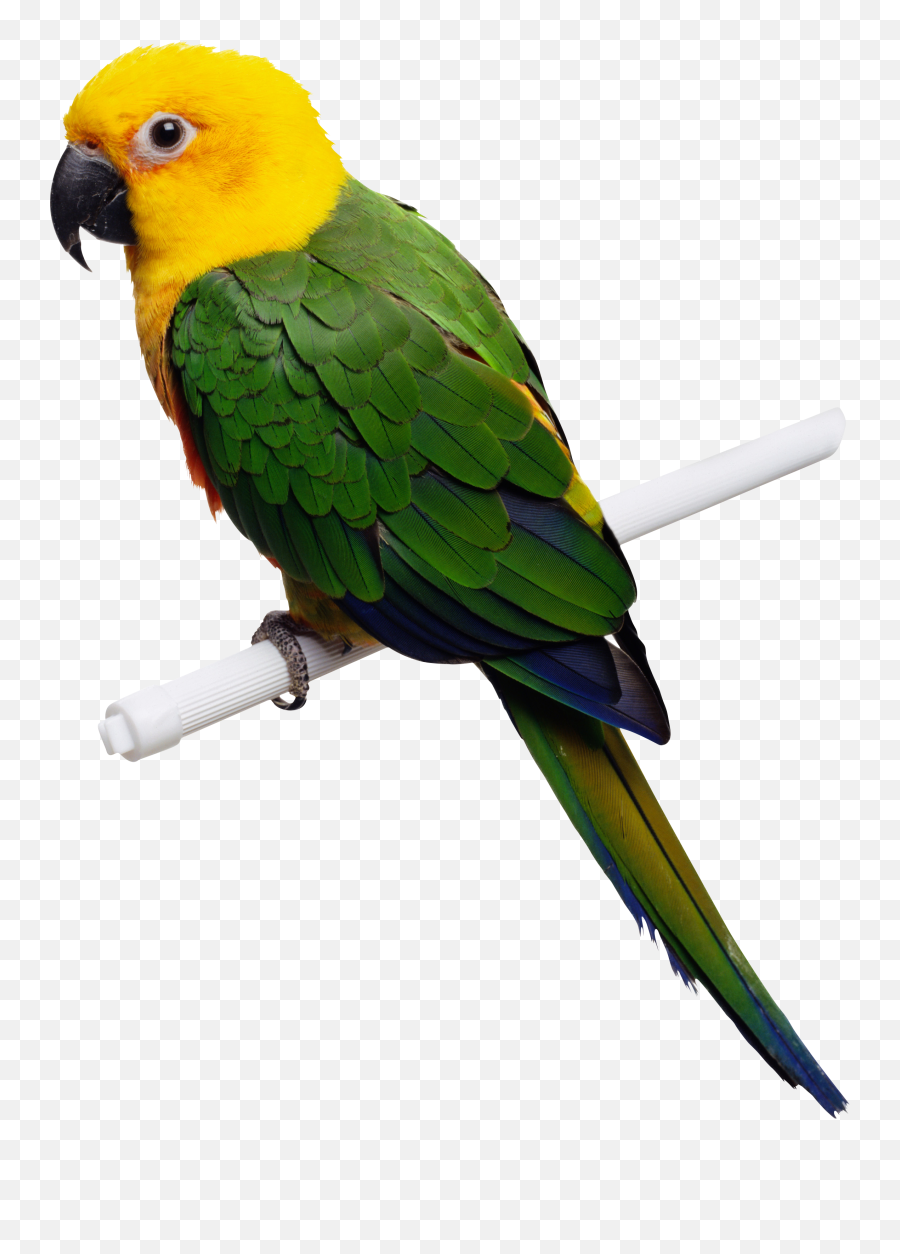 Jespersen Stark - Green Yellow Parrot Emoji,Cockatiel Emotions