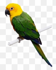 Jespersen Stark - Green Yellow Parrot Emoji,Cockatiel Emotions