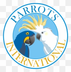 Supported Foundations Hari Blue Macaw Life Cycle Only - Lowgif Parrots International Emoji,Parrot Emoticon