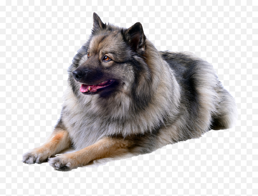 Keeshond Height - 15 Free Hq Online Puzzle Games On Keeshond Transparent Emoji,Sheltie Emoji