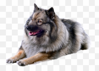 Keeshond Height - 15 Free Hq Online Puzzle Games On Keeshond Transparent Emoji,Sheltie Emoji