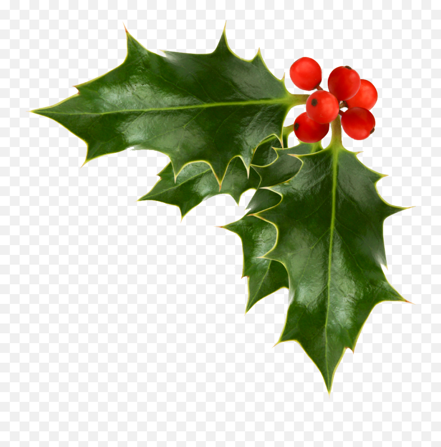 Friendship And Christmas - Clip Art Library Christmas Holly Png Emoji,Emojis Viscos