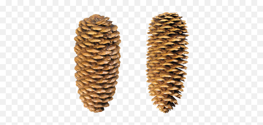 500x398 Emoji,Pine Cone Emoji Png