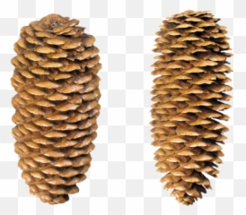 500x398 Emoji,Pine Cone Emoji Png