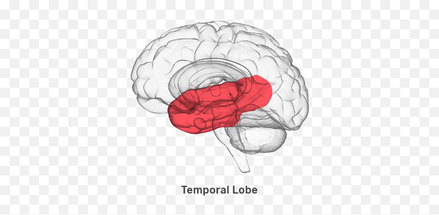 The Fasd Brain Fasd Hub - Brain Emoji,Emotion Control Breain