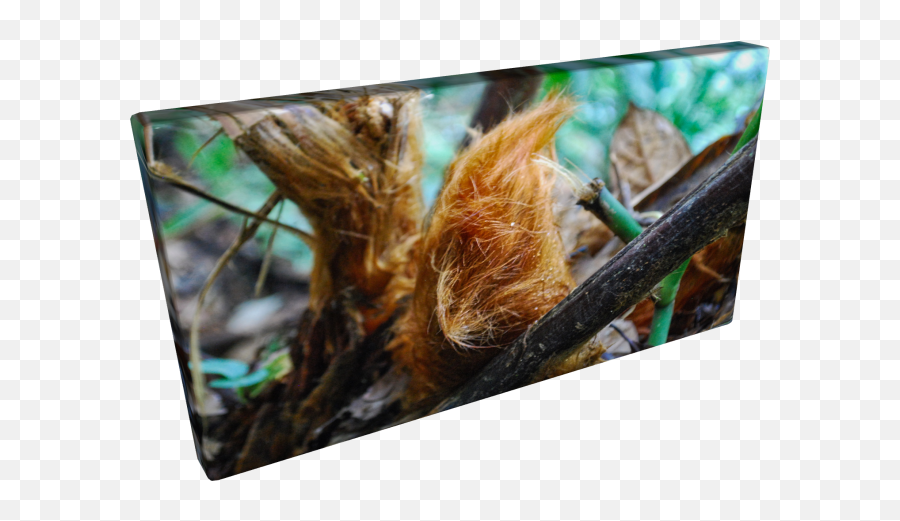 World Travelogue U2014 Thenostomaniaccom Emoji,Pescado Frito Grin Emoticon