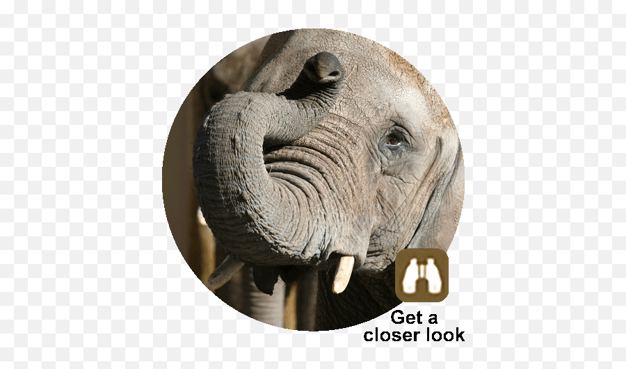 African Elephant Utahu0027s Hogle Zoo Emoji,Elephant Trunk Feeling Emotion