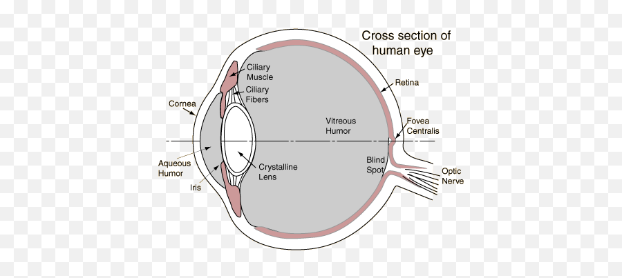 Pscyh 150 Final Flashcards Cheggcom Emoji,Iris Muscle Emotion