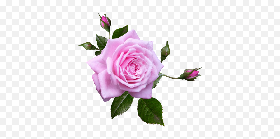 Daisy Pink Flower Garden Naturedaisy Pink Flower Garden Emoji,Purple Rose Emoji