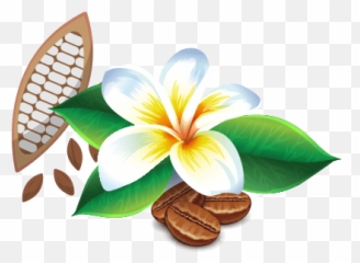 Coffee Archives - Maui Chocolate And Coffee Tours Emoji,Giant Penis Emoji Copy And Paste