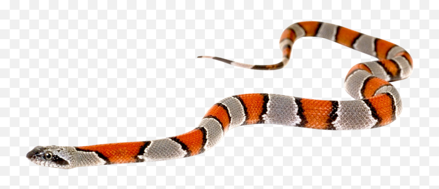 Snake - Milk Snake Emoji,Snakes Emoji