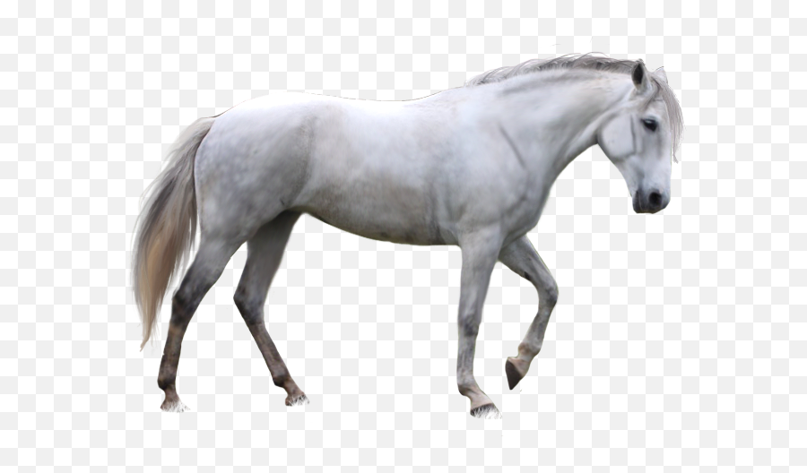 White Horse Png 1 - White Horse Png Emoji,Horse Emoji Transparent