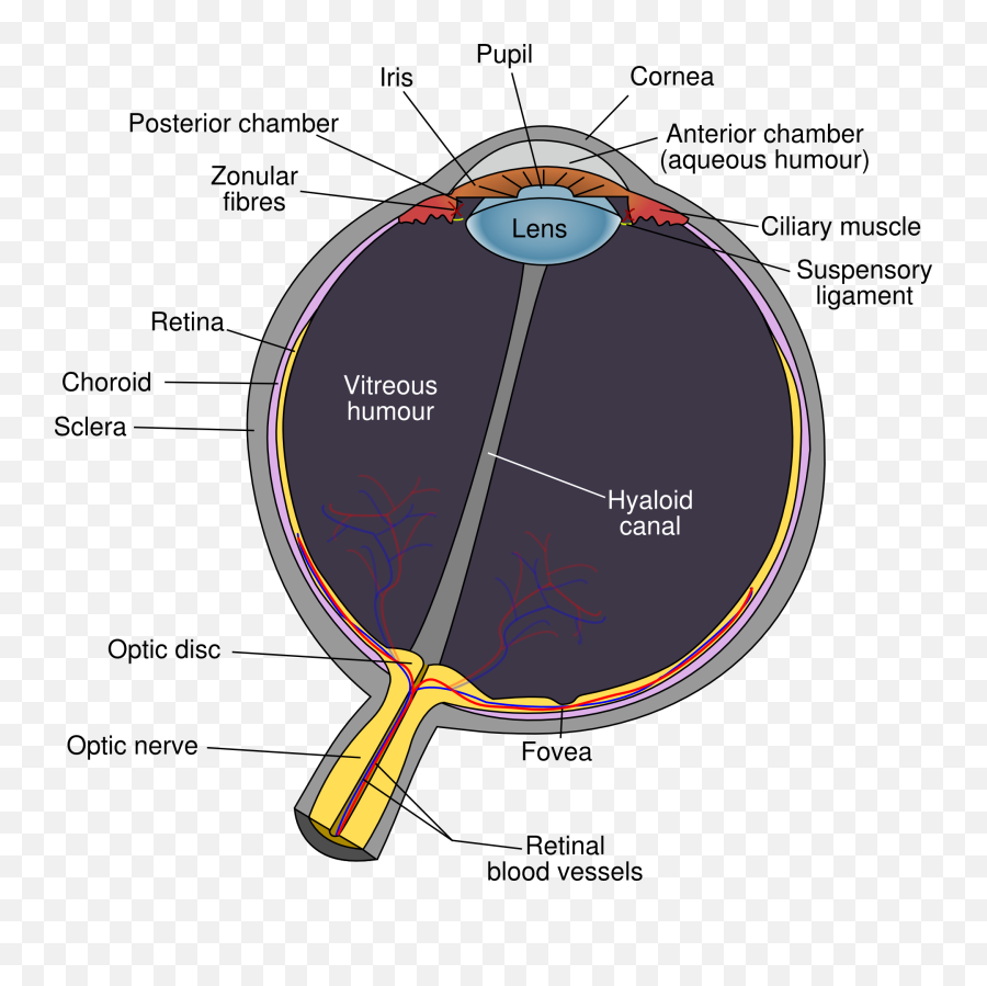 La Vision De Loeil Au Cerveau - Schematic Diagram Of The Human Eye Emoji,Cerveau Gauche Emotion