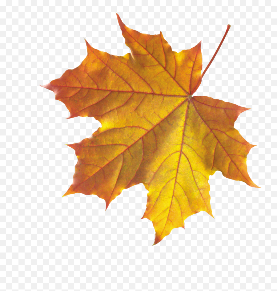 Autumn Leaves Leaf Clip Art - Real Autumn Leaves Png Emoji,Leaf Emoji Png