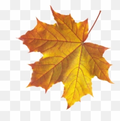 Autumn Leaves Leaf Clip Art - Real Autumn Leaves Png Emoji,Leaf Emoji Png