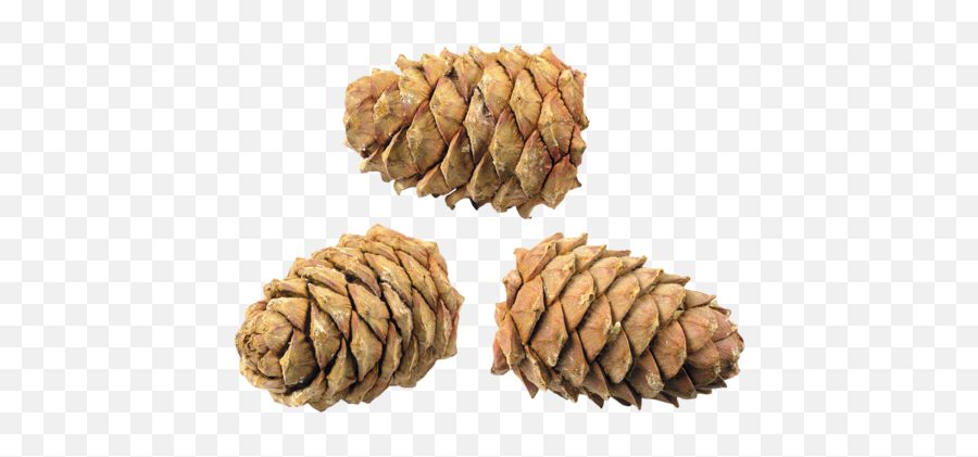 500x373 - Cedar Seed Emoji,Pine Cone Emoji Png