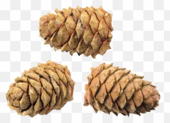 500x373 - Cedar Seed Emoji,Pine Cone Emoji Png