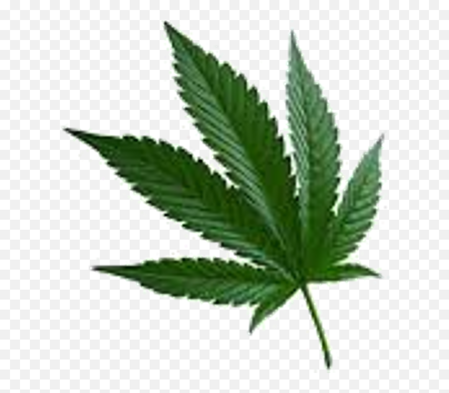 Weed Leaf Png - Cannabis Sativa Emoji,Marawana Leaf Emoji