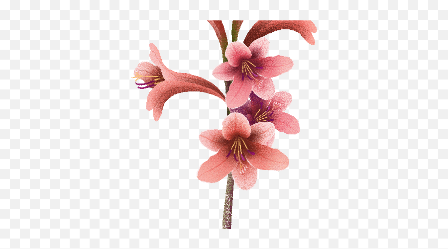 Flowers Flores Sticker By Jenn Arregoc - Cattleya Orchids Emoji,Lily Flower Emoji