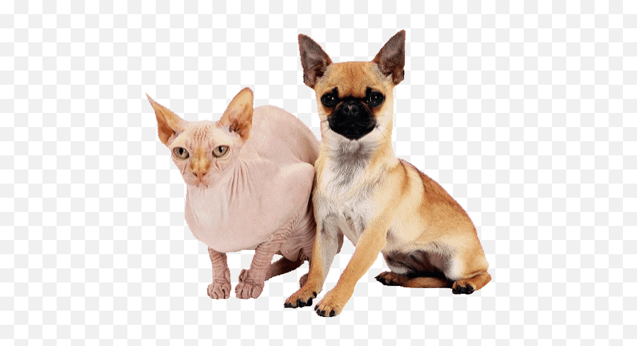 Top Siamese Cats Stickers For Android - Hairless Cat And Pug Emoji,Siamese Cat Emoticon