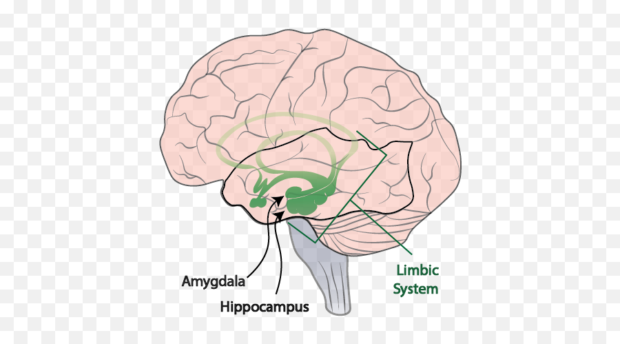 Amygdalau0027s Role In Emotion Function U0026 Overview - Video Emoji,Emotion Theory Worksheet