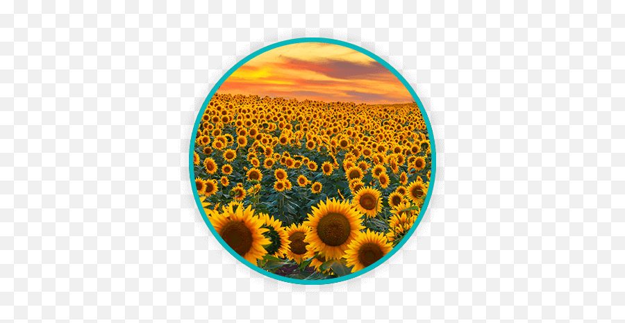 Medical Waste Disposal In Kansas Daniels Health Emoji,Kansas Sunflower Emoticon