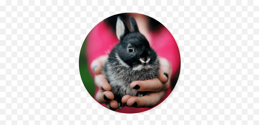 About The Zoo - Domestic Rabbit Emoji,Rabbit Emotions