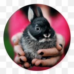 About The Zoo - Domestic Rabbit Emoji,Rabbit Emotions