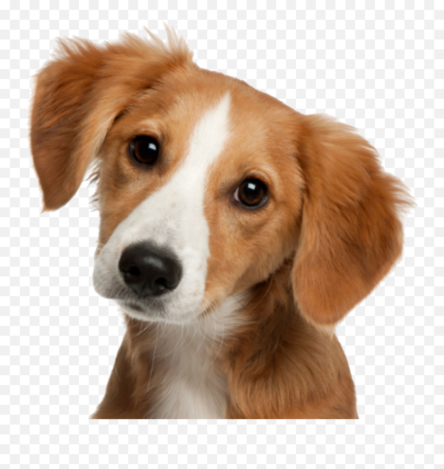 Cute Dog Face Png U0026 Free Cute Dog Facepng Transparent - Transparent Cute Dog Face Emoji,Puppy Dog Face Emoji