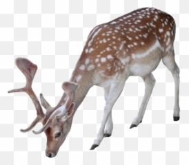 Buck Deer Antler Spots Sticker - Snow Animals Png Emoji,Antler Emoji