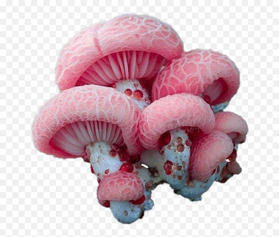 Discover Trending - Pink Mushrooms Aesthetic Emoji,Emoji Mushroom Cloud