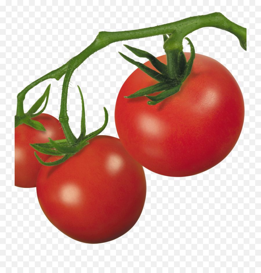 Tomato Plant Clip Art Mehmetcetinsozler - Tomatoes On A Vine Png Emoji,Tomato Emoji