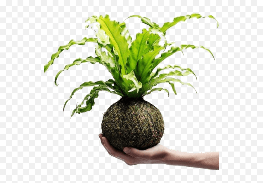 Home - Air Plant Planet Kokedama Plants Emoji,Rhizome Emoticon