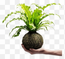 Home - Air Plant Planet Kokedama Plants Emoji,Rhizome Emoticon