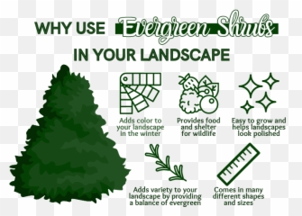 Evergreen Shrubs Naturehillscom - Language Emoji,Abelia 'sweet Emotion'