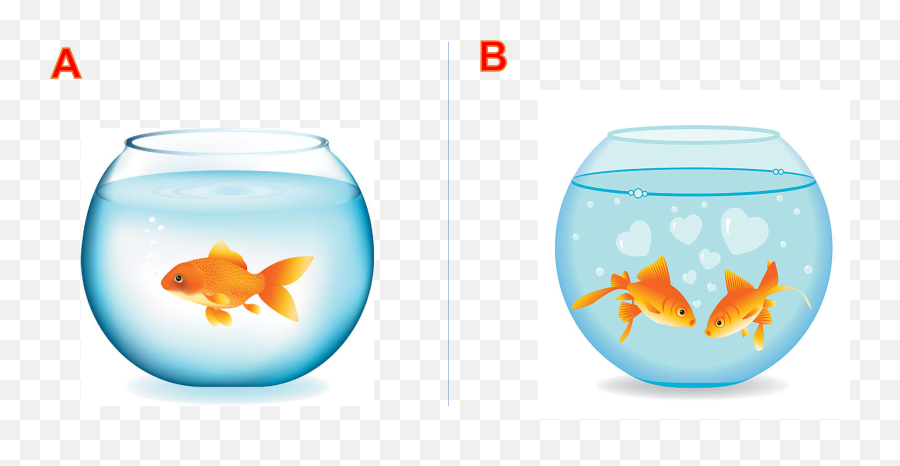 What Is The Difference Kids Box 2 Baamboozle Emoji,Gold Fidsh Emoji