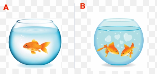 What Is The Difference Kids Box 2 Baamboozle Emoji,Gold Fidsh Emoji