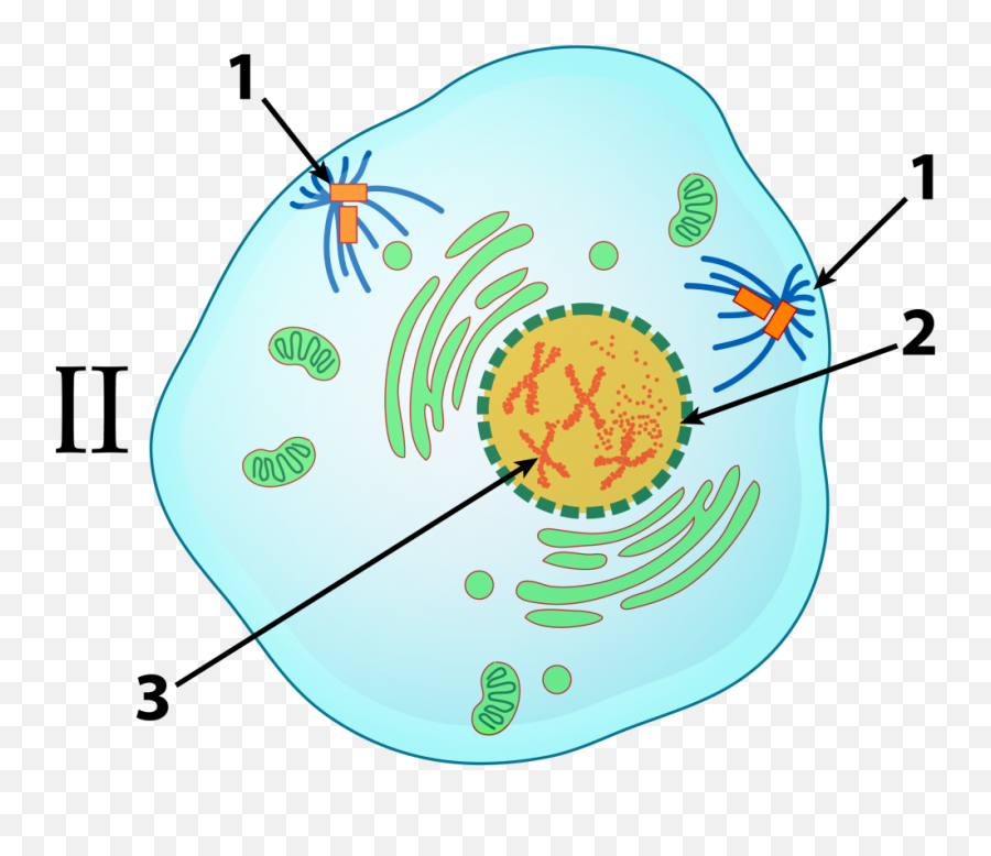 Mitosis And The Cell Cycle Tutorial U2013 Learn - Biology Emoji,Cell Duplication Emoji