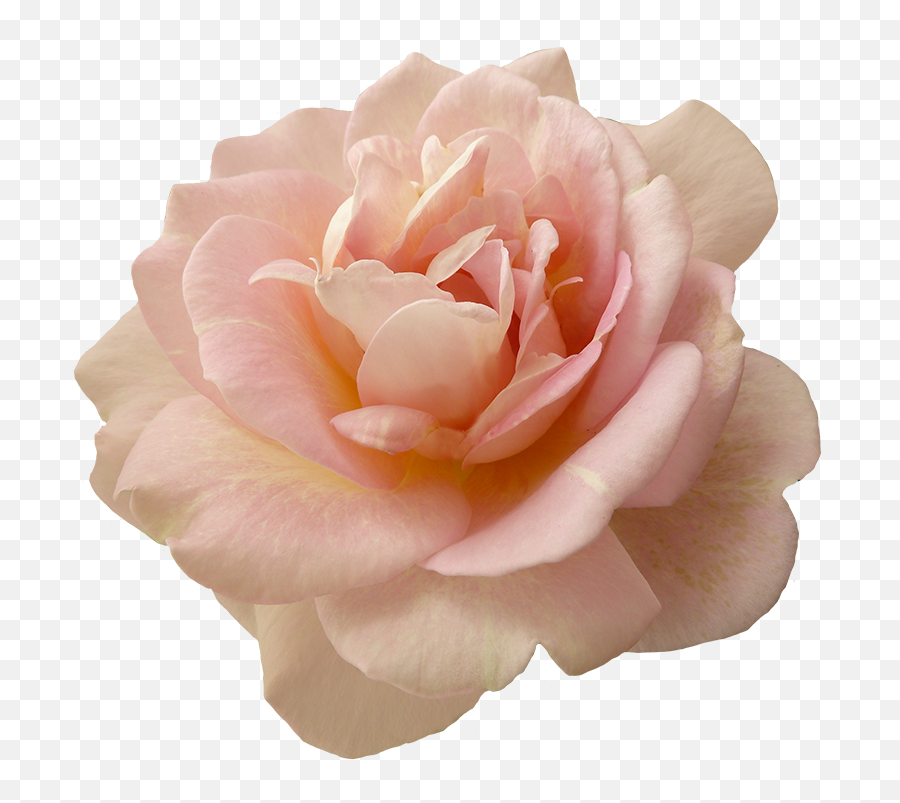 52 Stickers Ideas In 2022 Transparent Flowers Stickers Emoji,Pinkfloweremoji Insta 52 Stickers Ideas In 2022 Transparent Flowers Stickers Emoji,Pinkfloweremoji Insta