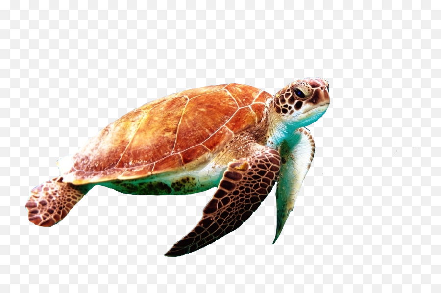 The Most Edited Turtle Picsart - Turtle Transparent Background Emoji,How To Make A Turtle Emoticon