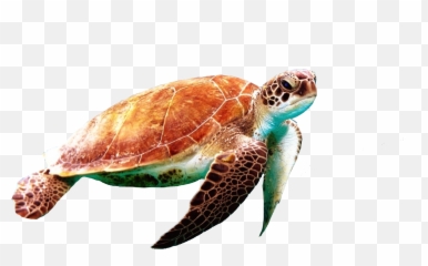 The Most Edited Turtle Picsart - Turtle Transparent Background Emoji,How To Make A Turtle Emoticon