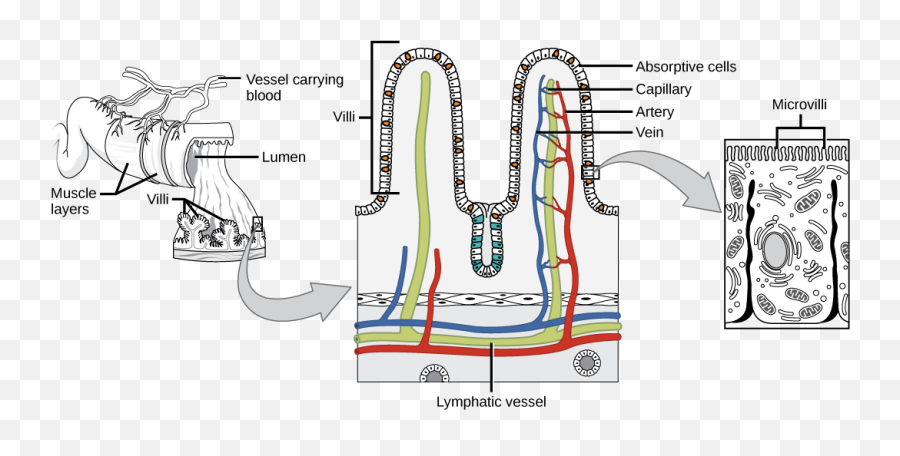 25 - Brush Bordered Epithelium Is Found Emoji,Emotion Code Small Intestine Acen