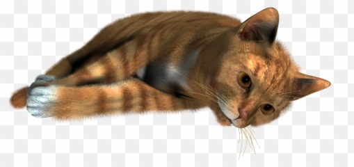 Siamese Cat Kitten - Cat Sleeping Png Emoji,Dice Dancing Cat Emoticon