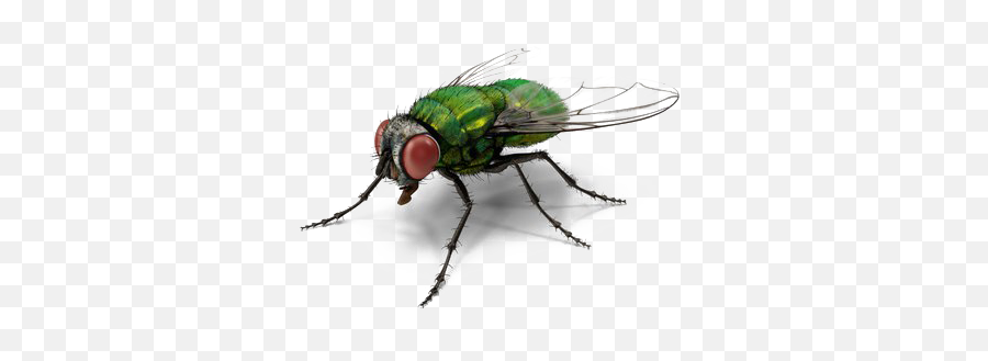 Fly - Green Fly Png Emoji,Housefly Emoticon