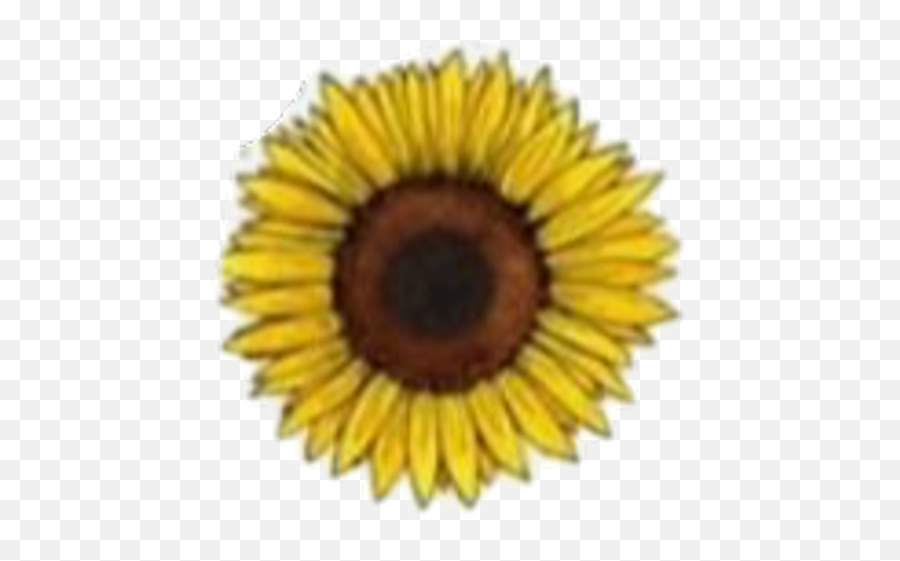 Flowers Stickers - Sunflower Sticker Emoji,Donnie Darko Emojis
