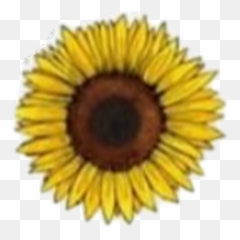 Flowers Stickers - Sunflower Sticker Emoji,Donnie Darko Emojis