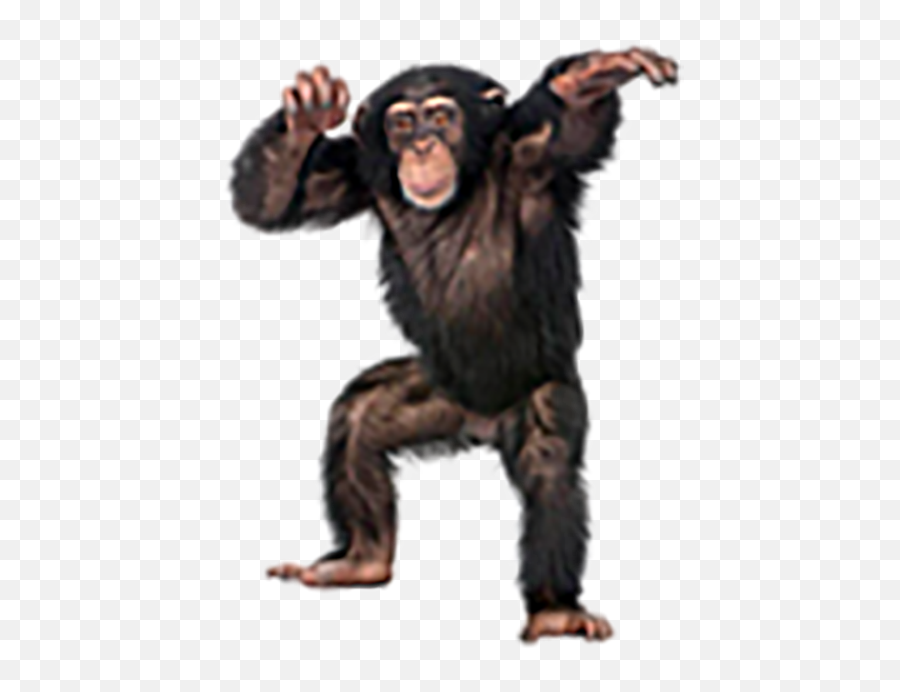 Monkey Black Transparent Png Images - Monkey Cutout Emoji,Ape Emoji Png