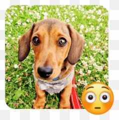 World Emoji Day - Collar,Grass Emoji