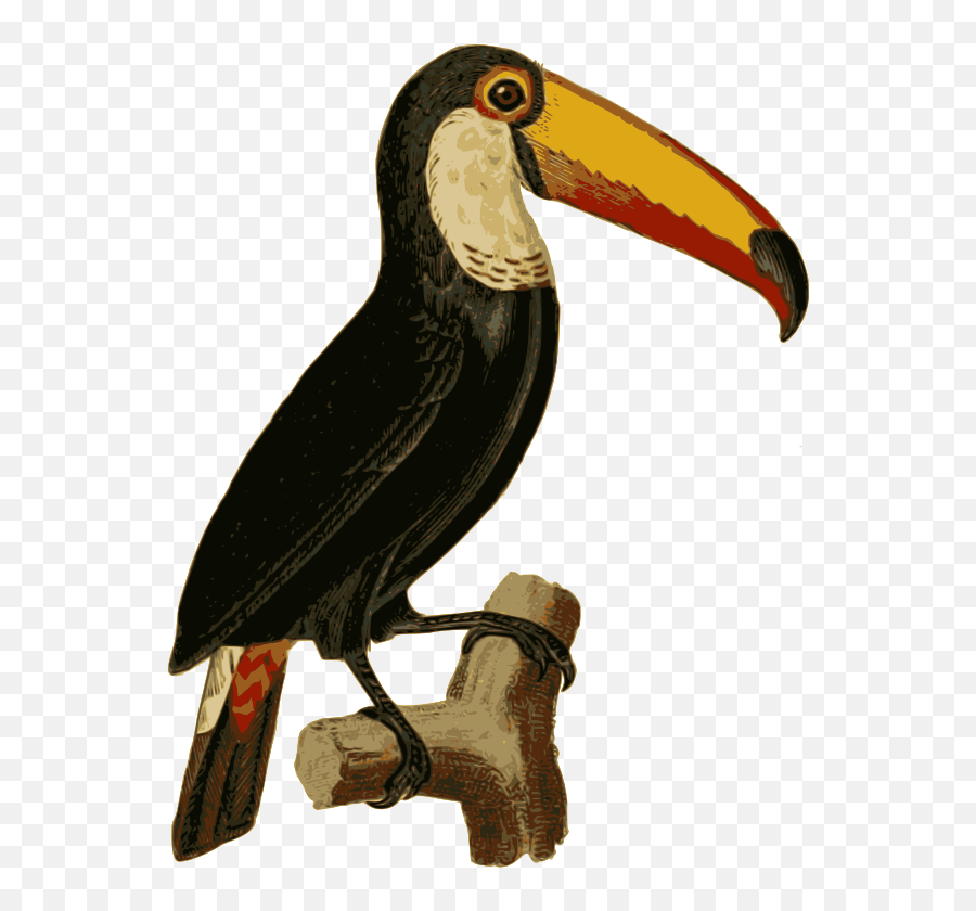 Openclipart - Clipping Culture Emoji,Toucan Head Png Emoticon