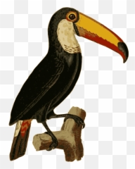 Openclipart - Clipping Culture Emoji,Toucan Head Png Emoticon